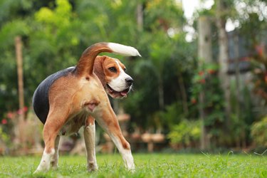Beagle dog looking alert on estrus cycle