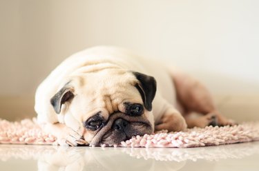 Funny Sleepy Fat Pug Dog with gum in the eye sleep rest on the mat floor