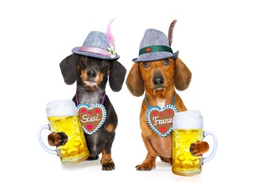 bavarian beer dachshund sausage dogs ,  couple of two
