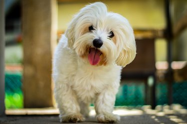 Maltese Dog Puppy