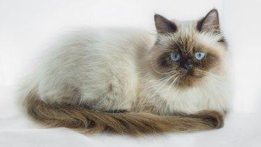 Seal Point Himalayan Cat isolated on White