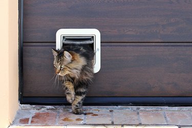 A Norwegian Forest Cat passes through a cat flap