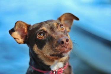 Portrait of a dog looking up expecting something with red collar