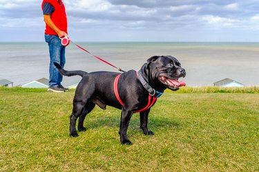 black Staffordshire Bull Terrier wearing a red harness on a long retractable leash on green grass in front of beach huts going for a walk at the seaside in Whtistable