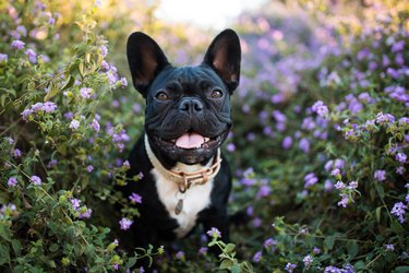 Happy French Bulldog in Flowers Outdoors