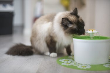 Birman cat drinking from water fountain