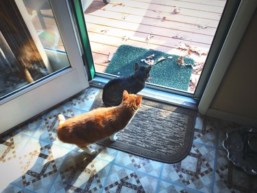 High Angle View Of Cats At Doorway