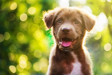 Portrait of brown cute Labrador retriever puppy