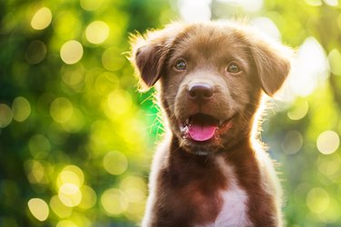 Portrait of brown cute Labrador retriever puppy with sunset bokeh abstract