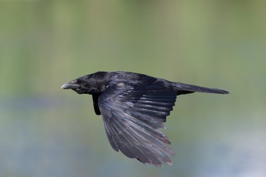carrion crow (Corvus corone)
