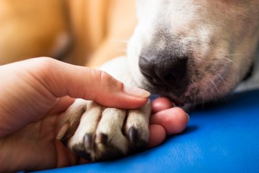 Close up of a hand holding a brown dog paw