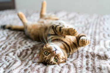 Bengal cat laying on their back and playing on a bed.