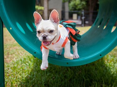 Frenchie