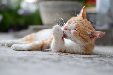 A cat licking its paw