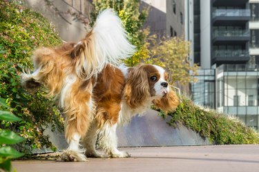 Dog peeing outdoors lifting leg