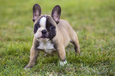 French Bulldog puppy