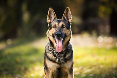 German Shepherd Dog Smiling Outdoors