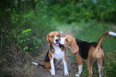 two cute beagles in a forest