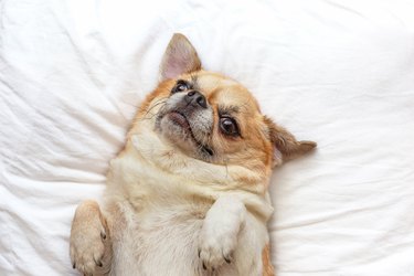 Chihuahua dog sleep on bed.