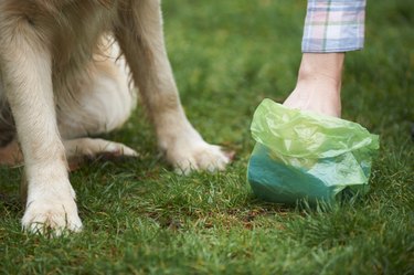 Owner Clearing Dog Mess With Pooper Scooper