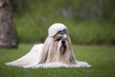 Shih Tzu Show Dog