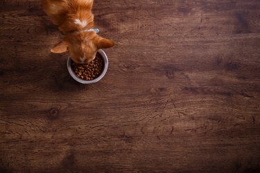 Chihuahua dog eat feed. Bowl of dry kibble food.