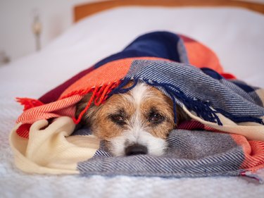 Kleiner Hund in eine karierte Decke gewickelt auf einem Bett im Schlafzimmer