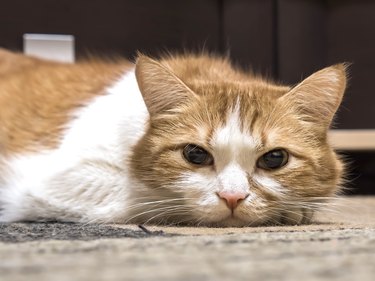 Orange and white cat laying on the floor