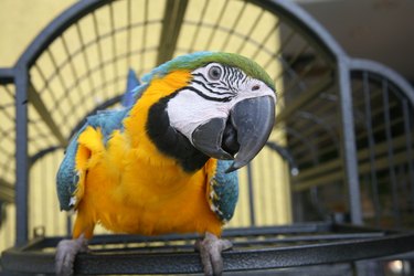 Close up of a Macaw - Blue & Gold