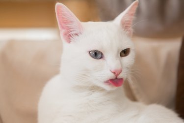 white cat grooming