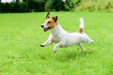 Happy dog running on a lawn
