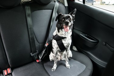 Dog Sitting In A Car strapped in safely
