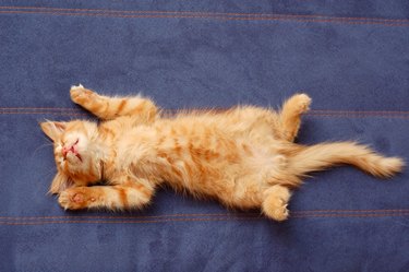 orange kitten sleeps on its back