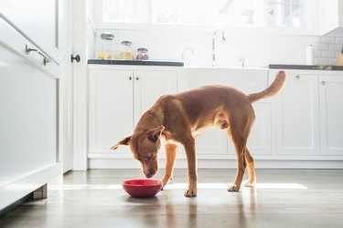 Side view of tan coloured dog standing in kitchen eating from red bowl