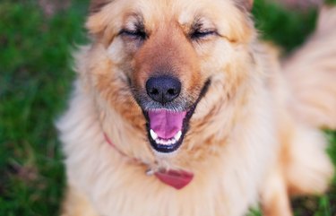 Portrait of a happy beautiful fluffy beige dog with eyes closed outdoors