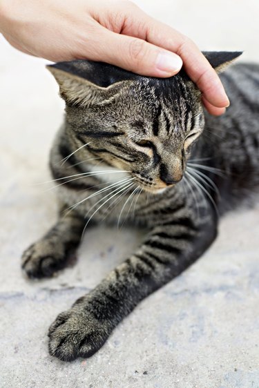 Cropped Hand Stroking Cat