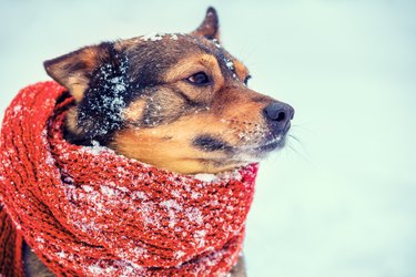 Portrait of a dog with the knitted scarf tied around the neck