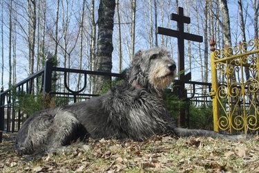 Dog near a grave site.