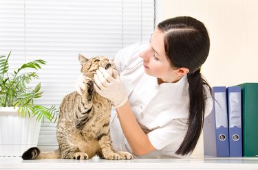 Veterinarian inspects teeth cat breed Scottish Straight