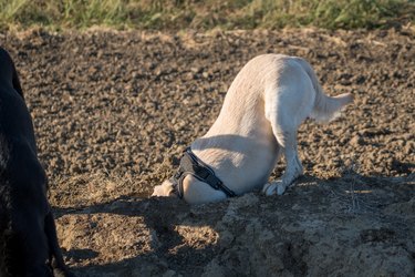 Yellow Labrador retriever dog playing in dirt digging