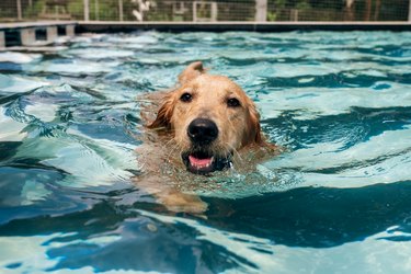 young golden retriever puppy swimming in a pool