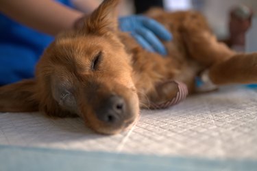 Stid puppy saved from the street and brought to the veterinarians to be examined.