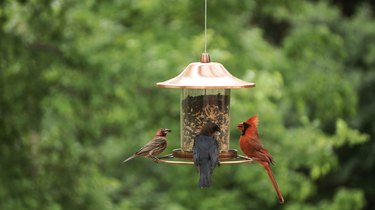 Backyard Birds on birdfeeder