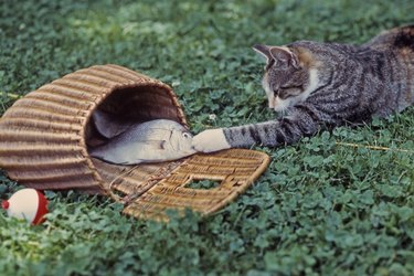 1970s sneaky tabby cat getting a fish out of a basket