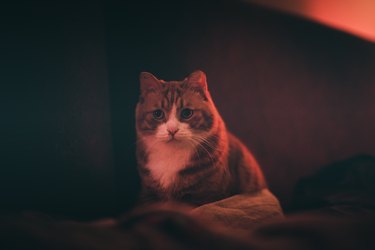 A ginger cat looking at you in night.
