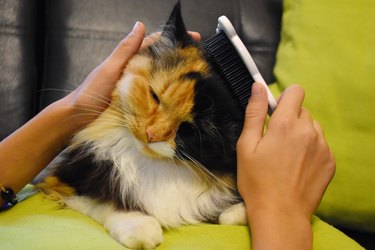 person brushing a black and orange cat