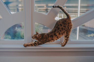 Bengal Cat stretching on a window ledge