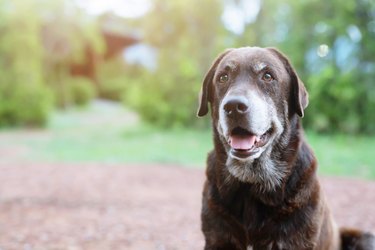 brown dog looking at camera