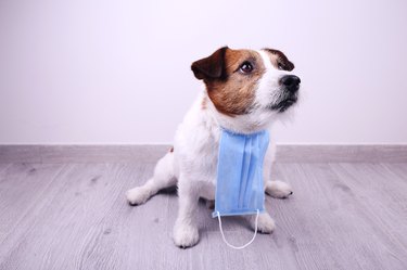 Dog is sick with medical mask