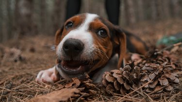 Puppy in forest